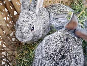 EA页游《命令与征服：泰伯利亚联盟》Steam页面 暂不支持中文